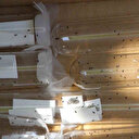 Kahverengi kokarca yayılıyor: Amasya'da da tespit edildi