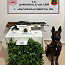 Çanakkale'de arazide 77 kök kenevir ele geçirildi