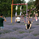 Tekirdağ'da lavanta tarlaları fotoğraf tutkunlarını ağırlıyor