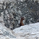 Kayalıklarda mahsur kaldı: Sahil güvenlik ekiplerince kurtarıldı