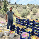 Zirai donu kayıpsız atlatan kayısıda bereketli hasat: 50 TL ile 70 TL arasında alıcı buluyor