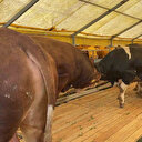 Kurban Bayramı namazından önce kurban kesilir mi? Diyanet’e göre kesim vakti ne zaman başlıyor, ne zaman bitiyor?