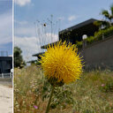 'Tülüşah'ı koparmanın cezası 557 bin TL