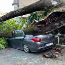 Yaşlı ağaç kökünden devrildi: 3 otomobil altında kaldı