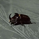 Adıyaman'da gergedan böceği görüldü: Büyüklüğü ve sıra dışı görünümüyle dikkat çekiyor 