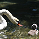 Ankara'nın simgelerinden: 15 yıl sonra bir ilk