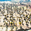 Yatağan’a 10 bin zeytin ağacı dikildi