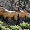 Karadağ'ın yılkı atları krater çevresinde dolaşıyor