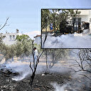 Muğla'da yangın: Odunlukta başlayıp zeytinliğe sıçrayan yangın söndürüldü