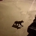 Artvin'de ilçe merkezine inen ayı cep telefonuyla görüntülendi