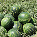 Iğdır'da yetiştirdiği karpuzları erken toplayan üreticinin hedefi 4 hasat