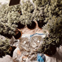 Evinin odasında uyuşturucu madde yetiştiren şüpheli tutuklandı