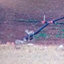 Dağ ceylanları yağmurlama sisteminde serinledi