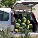 Beş liralık karpuzu 3 liraya almak isteyen tüccar canından bezdirdi: 100 tonluk karpuzu ücretsiz dağıttı