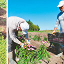 Tıbbi bitkilerde biyoçeşitlilik artıyor