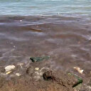 Tekirdağ Sahili'nde kırmızı yosun yoğunluğu dikkat çekti