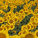 Tekirdağ sarıya boyandı: Ayçiçeklerinin açmasıyla tarlalar tablo gibi