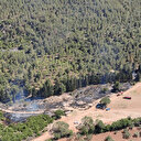 Semaver yakarken ormanı da yaktı: Gözaltına alınan kadına ev hapsi verildi