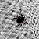 Trabzon'da KKKA hastalığı şüphesiyle tedavi gören çoban öldü