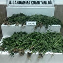 Gaziantep'te 403 kök kenevir ele geçirildi: 14 kişi gözaltında