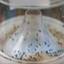 France/Chikungunya: huit cas autochtones enregistrés en métropole