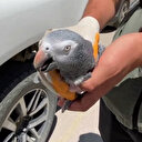 Aksaray’da kırmızı listedeki Afrika Papağanı ele geçirildi