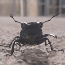 Tunceli'de görüldü: Zarar vermenin cezası 557 bin TL