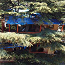 Asırlık ağaca çivi çakmadan 2 katlı ev yaptılar: 15 sene uğraştık