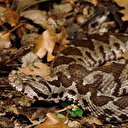 Karadeniz'de zehirli engerek alarmı: Vakalar arttı, tek bir ısırığı bile öldürmeye yetiyor