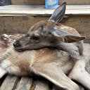 Ormanlık alanda bulunan yaralı geyik tedavi altına alındı