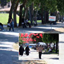 Sakarya'da sıcak hava bunalttı: Gölgelere kaçış başladı