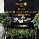 Evin bahçesini kenevir serasına çevirmiş: Tam 290 kök bulundu