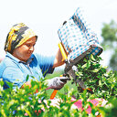 Tarımda kredilerin yüzde 71’i Ziraat’ten