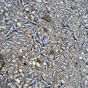 Çanakkale'de kuraklık çayı vurdu: Çok sayıda balık öldü