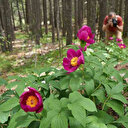 Fotoğrafını çekmek serbest ama dokunan yanıyor: Endemik şakayığını koparmanın cezası yarım milyon liradan fazla