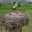 Anne leylek yavrularının başından bir an olsun ayrılmadı