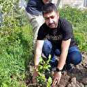 Ardahan'da bir ilk: Çay kökleri toprakla buluştu
