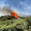 Aydın'da ziraat alanında çıkan yangın ormana sıçradı