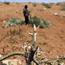 Filistin topraklarını gasbeden İsrailliler Batı Şeria'da zeytin ağaçlarını söktü