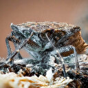 Tüm dünya peşine düştü, herkes yok etmeye çalışıyor: Ordu’da 1 TL’ye toplayıp, şişe şişe getiriyorlar