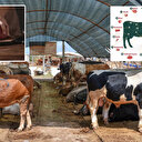 Kurban etinizi ziyan etmeyin: Bu liste bayram sofrasını kurtarır