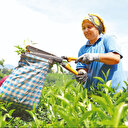 Çay üreticisine çağrı: Hasada ara verin