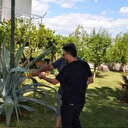 Ev aldı bahçesinden Agave ağacı çıktı: Zarar vermenin cezası tam tamına 400 bin lira