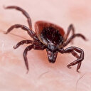 Sağlık Bakanlığından 'Kırım Kongo Kanamalı Ateşi' uyarısı