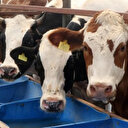 Fas'ta kurban yasağı: Kral sembolik olarak kesecek