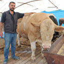 970 kiloluk 'Minik' pazarın ilgi odağı oldu