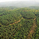 Bir ilde daha ormanlık alanlara girişler yasaklandı: 31 Ekim'e kadar...