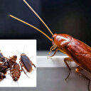 Yaz aylarında evlere dadanıyorlar: Soğanı oraya koyarsanız bin pişman olacaklar