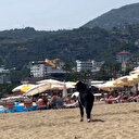 Kurbanlık keçi kesilmek üzereyken kaçarak plaja girdi