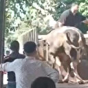 Kurbanlık boğa kasaba hayatının şokunu yaşattı